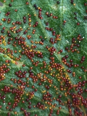 Synchytrium australe