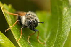 Trichiosoma triangulum