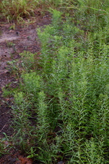 Euthamia leptocephala