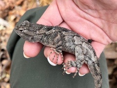 Sceloporus clarkii