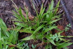 Dichanthelium