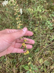 Solidago hispida