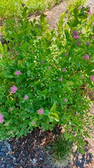 Spiraea
