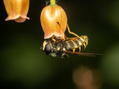 Sericomyia chalcopyga