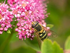Syrphus torvus