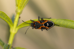 Lygaeus kalmii