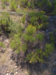 Gutierrezia sarothrae