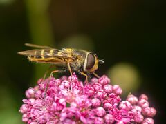 Syrphus torvus