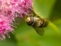 Syrphus torvus