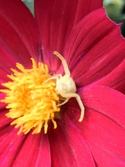 Misumena vatia