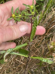 Bidens connata