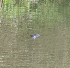 Ornithorhynchus anatinus
