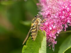 Syrphus torvus