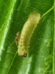Euchrysops cnejus cnejus