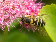 Syrphus torvus