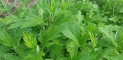 Artemisia princeps