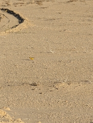 Epthianura aurifrons