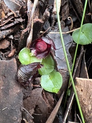 Corybas recurvus