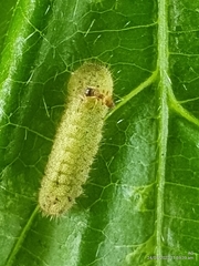 Euchrysops cnejus cnejus