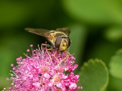 Syrphus torvus