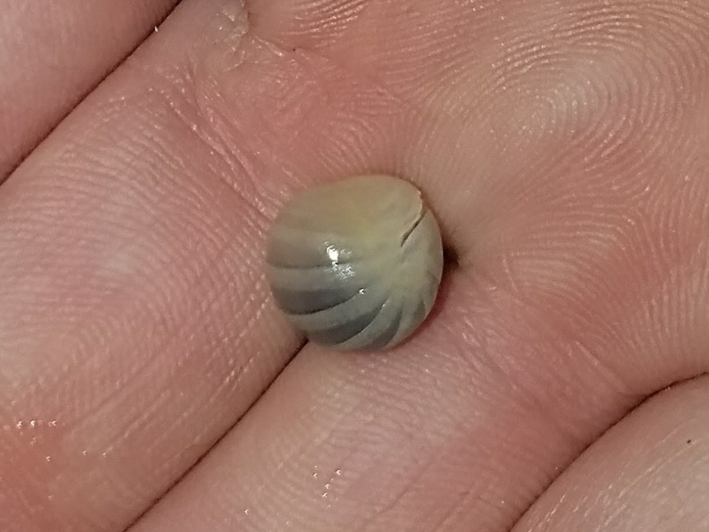 Creaseriella anops in December 2017 by Eric C. Maxwell · iNaturalist