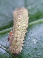 Euchrysops cnejus cnejus