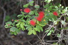 Calliandra tergemina