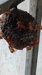 Polistes olivaceus