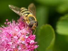 Syrphus torvus