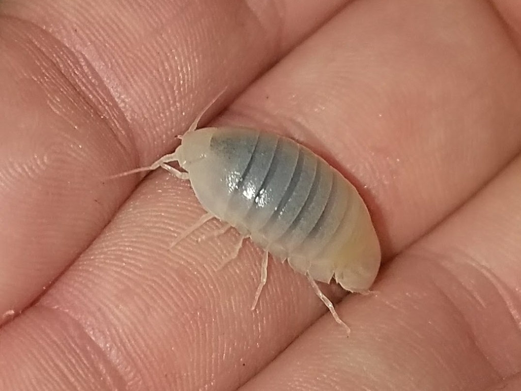 Creaseriella