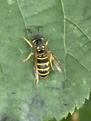 Vespula maculifrons