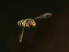 Syrphus torvus