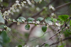 Randia obcordata