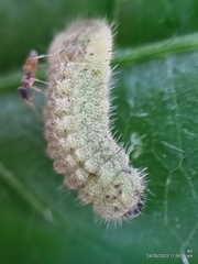 Euchrysops cnejus cnejus