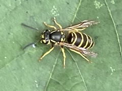 Vespula maculifrons