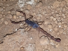 Centruroides ochraceus