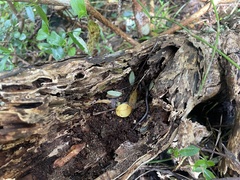 Oligosoma lichenigerum