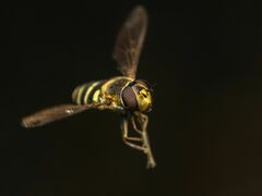 Syrphus torvus