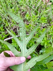 Microsorum scolopendria