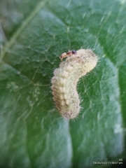 Euchrysops cnejus cnejus