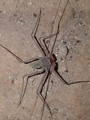 Paraphrynus chacmool