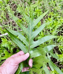 Microsorum scolopendria