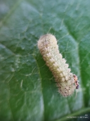 Euchrysops cnejus cnejus