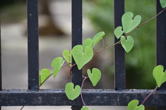 Ipomoea amnicola