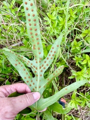 Microsorum scolopendria