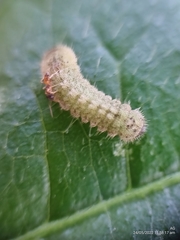 Euchrysops cnejus cnejus