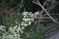 Abutilon trisulcatum
