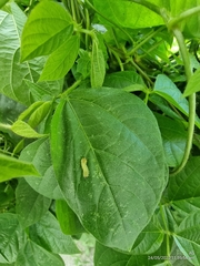 Euchrysops cnejus cnejus