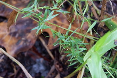 Dichanthelium