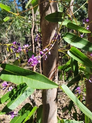 Hardenbergia violacea